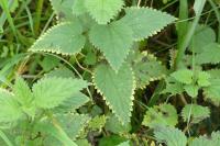Urtica dioica