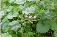 Malva neglecta