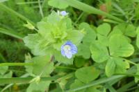 Veronica persica