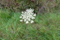 Daucus carota