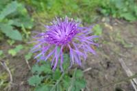 Centaurea jacea