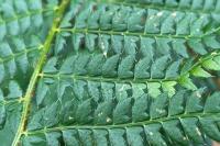 Polystichum setiferum