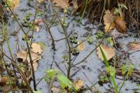 Solanum nigrum