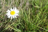 Leucanthemum ircutianum