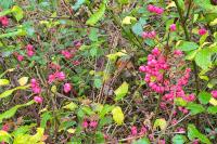Euonymus europaeus