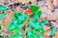Ilex aquifolium