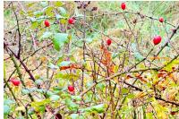 Rosa canina