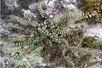 Asplenium trichomanes