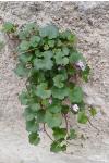 Cymbalaria muralis