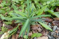 Euphorbia lathyris