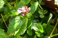 Prunella vulgaris