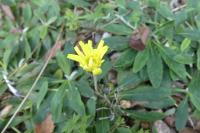 Pilosella officinarum