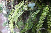 Asplenium trichomanes