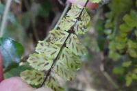 Asplenium trichomanes