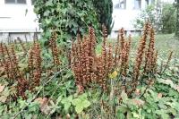 Orobanche hederae