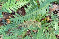 Polypodium