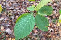 Frangula alnus