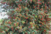 Ilex aquifolium