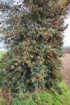 Ilex aquifolium