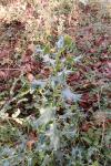 Ilex aquifolium