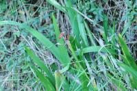 Iris foetidissima