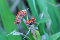 Iris foetidissima