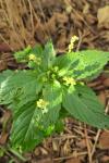 Mercurialis annua