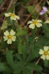 Potentilla recta