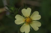 Potentilla recta