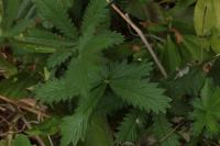 Potentilla recta