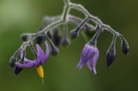 Solanum dulcamara