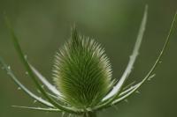 Dipsacus fullonum