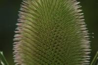 Dipsacus fullonum
