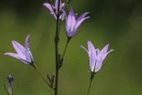 Campanula rapunculus
