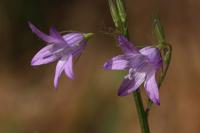 Campanula rapunculus