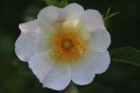 Rosa canina