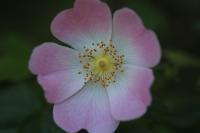Rosa canina
