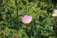 Rosa canina