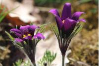 Pulsatilla vulgaris