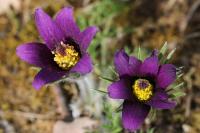 Pulsatilla vulgaris