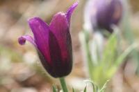 Pulsatilla vulgaris