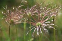 Pulsatilla vulgaris