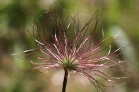 Pulsatilla vulgaris