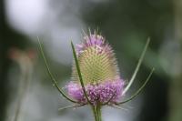 Dipsacus fullonum