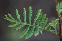 Tanacetum vulgare
