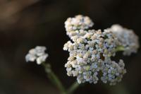Achillea millefolium