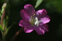 Epilobium hirsutum