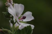 Althaea officinalis