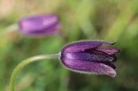 Pulsatilla vulgaris