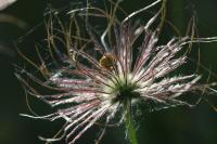 Pulsatilla vulgaris